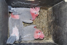 Galah nestlings, nearly ready to fledge, Jan. 2009